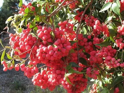 تصویر 2 از زرشک خوشه ای تازه دستچین شده